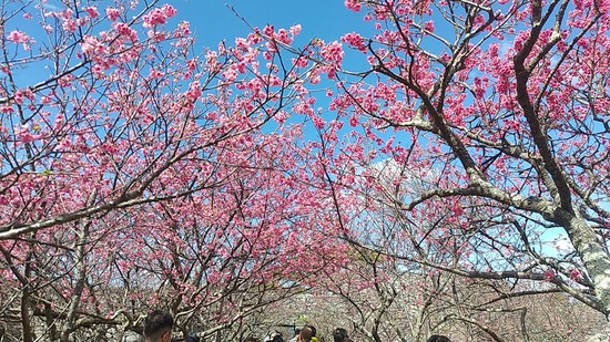 桜祭り　今帰仁城跡