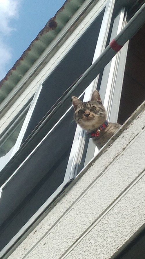 子猫ちゃん、空を見る