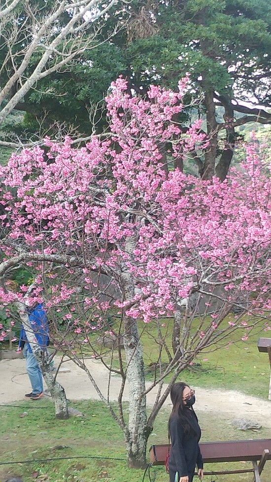 桜祭り　今帰仁城跡