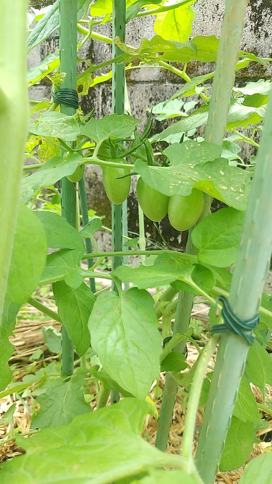 ミニトマト　すくすく成長