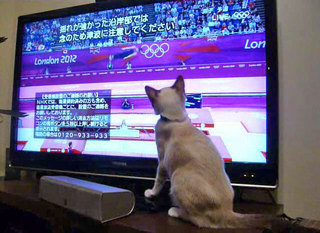 子猫とオリンピック