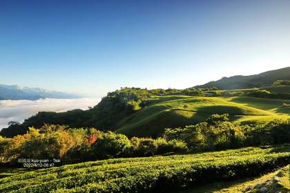 台湾の茶畑