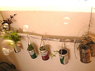 植え替え