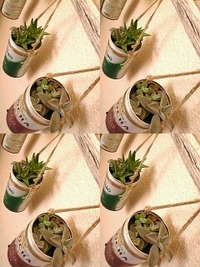 植え替え