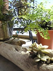 植え替え