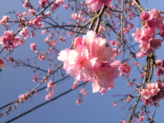 桜まつりと手作り市