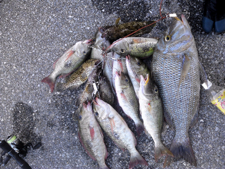 がっ釣り