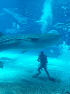 ♪ちゅら海水族館に行ってきました♪