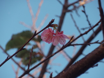 桜が咲いた・・・