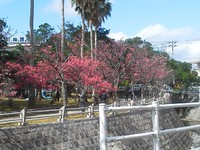 与儀公園の桜