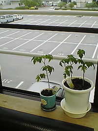 お休みです 2008/04/29 18:59:16