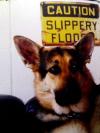 イヌから犬に、
