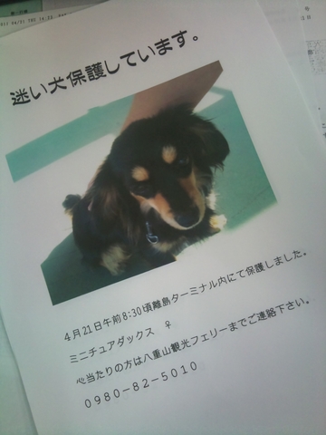 迷い犬その後
