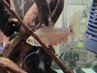 店長憧れのお魚♪ 店長憧れのお魚♪