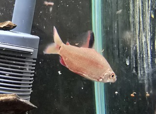 店長憧れのお魚♪ 店長憧れのお魚♪