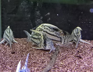 店長憧れのお魚♪ 店長憧れのお魚♪