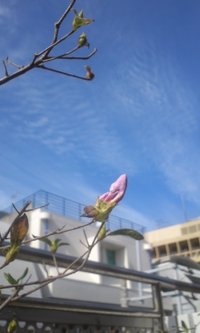春の兆しあり 【赤嶺】 沖縄 人材派遣