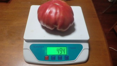 トマトの収穫 トマトの収穫