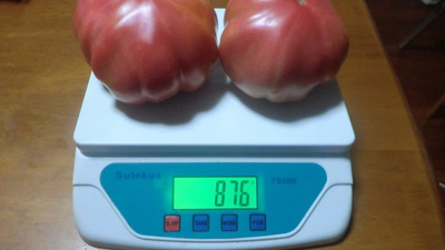 トマトの収穫 トマトの収穫