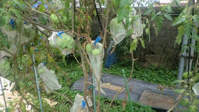 トマトの収穫 トマトの収穫