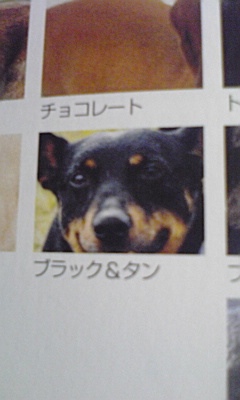イヌ図鑑
