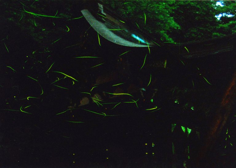 鶴岡八幡宮、夏の夜の来訪者