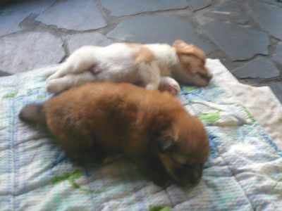 子犬達もスヤスヤ