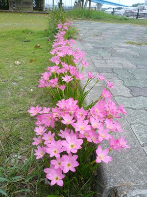10月の沖縄今この花が満開