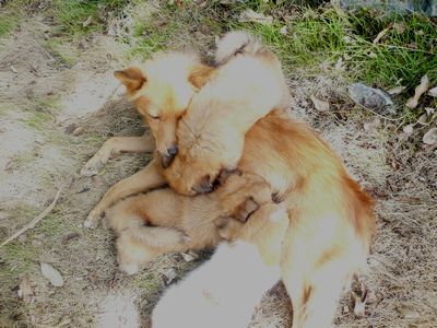 子犬の里親募集中