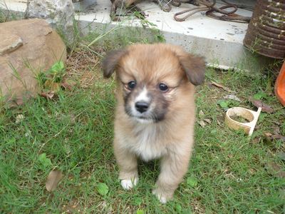 子犬の里親募集中
