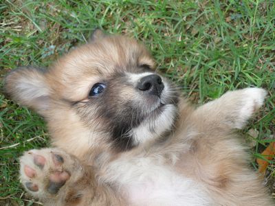 子犬の里親募集中