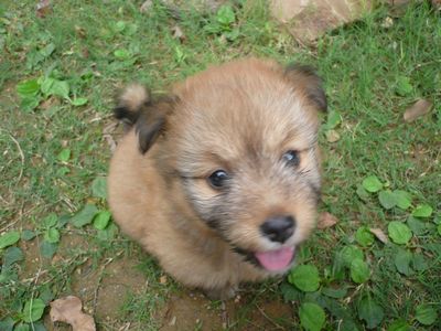 寂しい~子犬との別れ