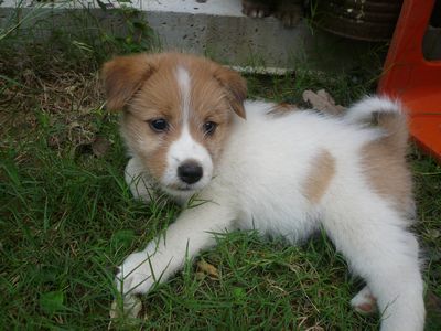 寂しい~子犬との別れ