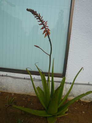 サトウキビの花とアロエの花、ノニも。。。