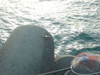 沖縄の海はまだまだ奇麗