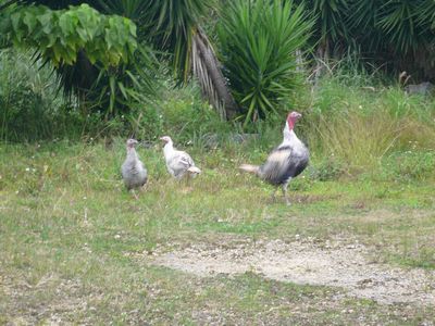 七面鳥て自分の家がわかるの~