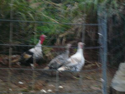 七面鳥て自分の家がわかるの~