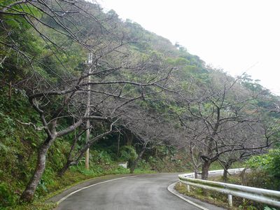 一週間後は桜祭りです