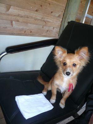 里子に行ったチビ 今は別犬ベラちゃんに。。。