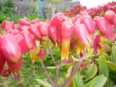 この花可愛い~