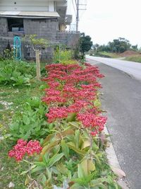 この花可愛い~