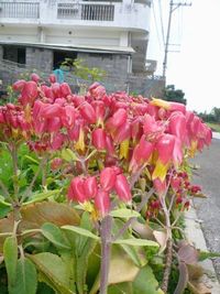 この花可愛い~