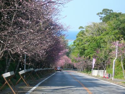 沖縄三大桜祭り