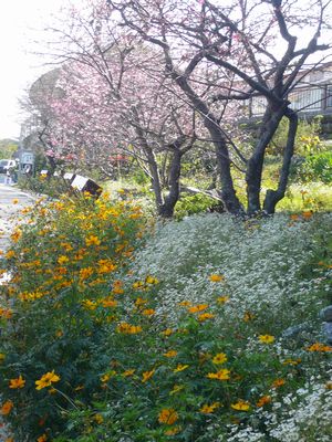 沖縄三大桜祭り