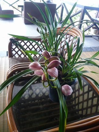 ランの花が咲きはじめました