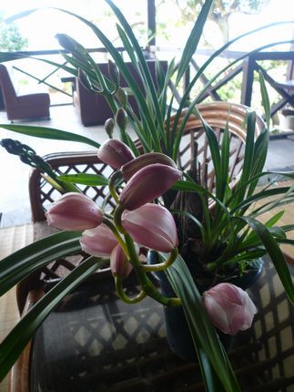 ランの花が咲きはじめました