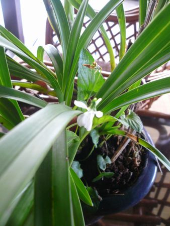 ランの花が咲きはじめました