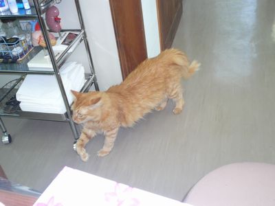 動物病院の招き猫ちゃん