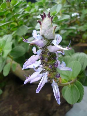 庭のお花達
