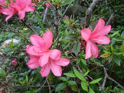 庭のお花達